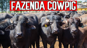 Conheça a fazenda da Cowpig - Bárbaros Visita